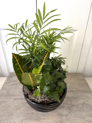 Ceramic Dish Garden 8 Inch from Aladdin's Floral in Idaho Falls